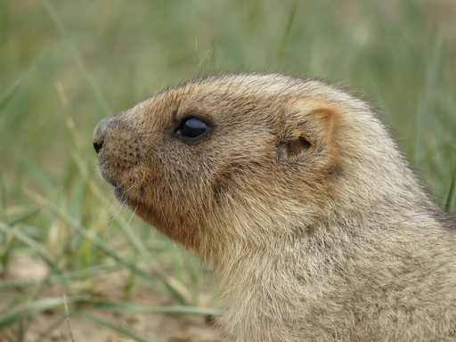 Marmota baibacina - Серый сурок